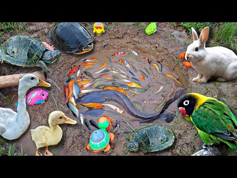 Mancing ikan hias dikolam, ikan cupang, ikan koi, ikan lele, ikan mas, kura-kura, bebek.part696