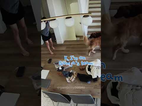 My Dogs Try To “Sneak Attack” Me #dogshorts #goldens #dogreactions #puppy #mydog #goldenretriever