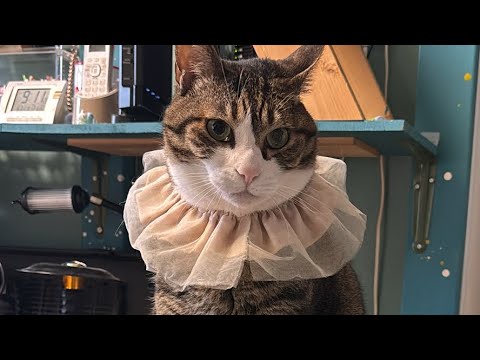 猫の動画サムネイル - ドS猫の球太 土曜日の朝