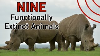 Nine Functionally Extinct Animals | Rhinos, Tigers, Dolphins, and More!