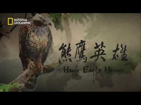 熊鷹英雄 陳柏霖配音版 (Hawk Eagle Heroes Chinese Version) - YouTube(1分09秒)