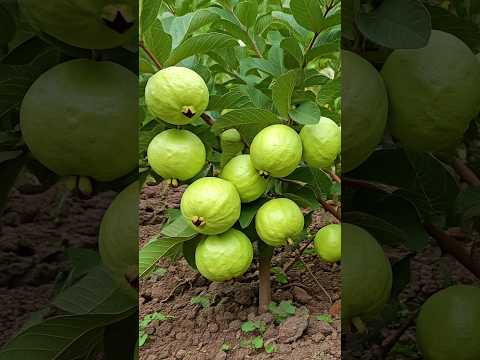 🌿Grow Guava Tree FAST with These Pro Tips #guava #fruittree #gardening