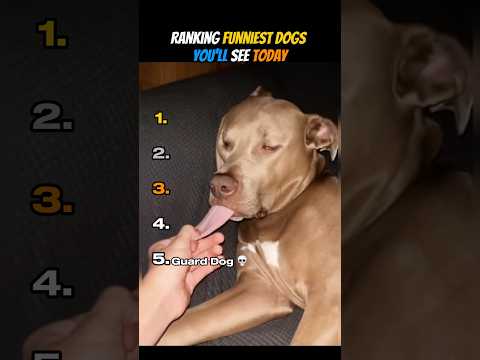 Ranking Funniest Dogs You’ll See Today