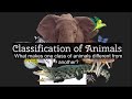 Characteristics of Animals and Games