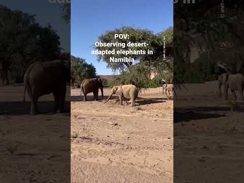 POV: Observing desert-adapted elephants in Namibia
