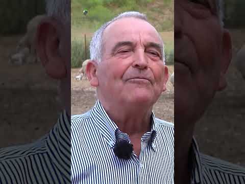 Esquilar ovejas a tijera, un oficio perdido 🐑✂️