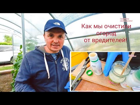 Гусеницы на плодах томатов не будет! Обработка, которую проводим прямо сейчас.