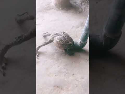 nagin# photo de de Ha#m jante Rahe#