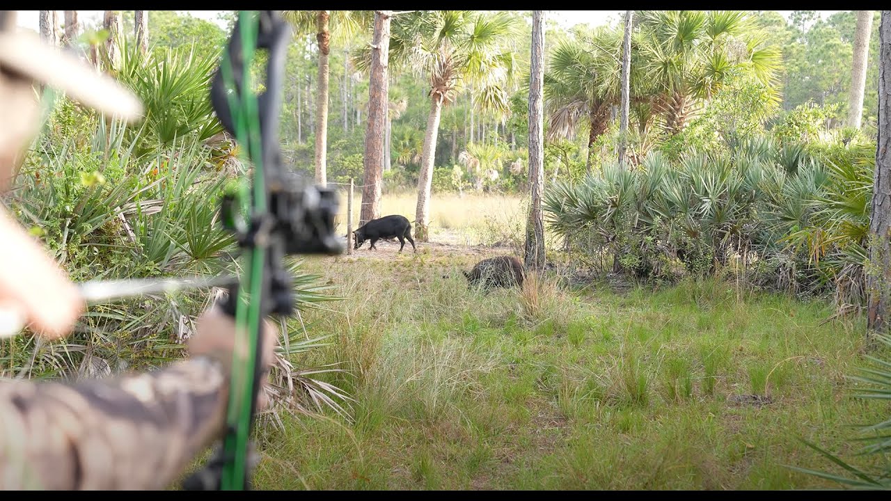 Swamp Cabbage n' Wild Boar! Catch Clean Cook Feeding a Local Fire Department!