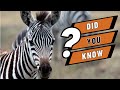 Animal Behavior and Characteristics