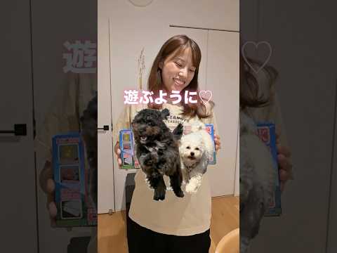 我が家の遊び方が特殊すぎる🐶