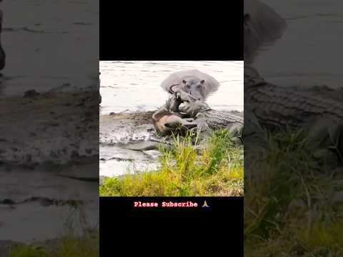 Friendships in the Savannah ??#shorts #viral #crocodile #hippo