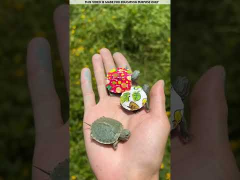 Don't Buy These Colourful Turtles!