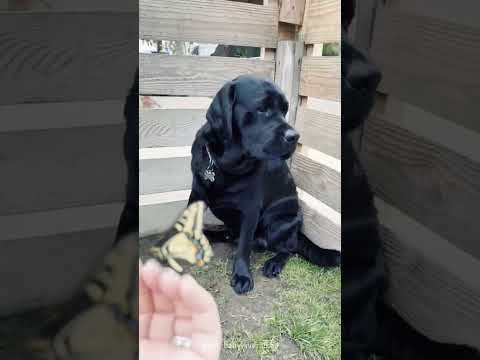 Some funny dog moments 🤣#funny #cute #funnyvideos #dog #fyp #funnydog