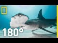 Shark Conservation and Ecology Insights