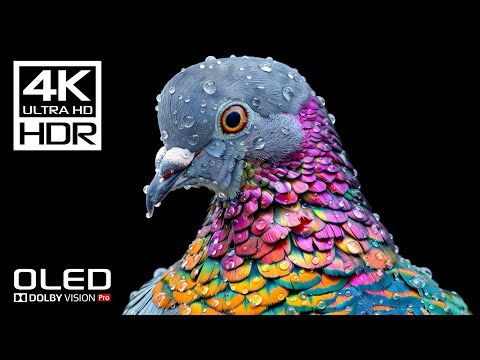 4K Videos | Incredible Dolby Vision HDR 4K 60 FPS (8K / 4K TV TEST)
