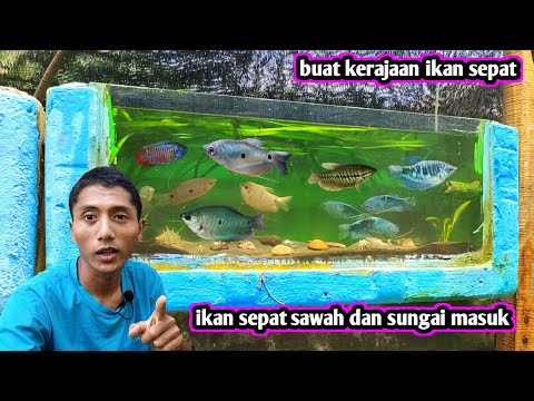 kerajaan ikan sepat di glassbox uotdor samping rumah