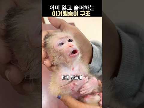 어미잃고 슬퍼하는 아기원숭이 구조 #감동 동물 스토리 #귀여운 아기 원숭이 #동물구조