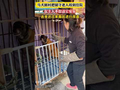 Aggressive Dog Attacks Elderly Man—Doberman Steps In to Correct Behavior! 🐕⚡ #Dog #Dog #DogTraining
