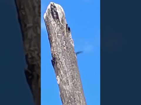 mng view #shorts @nirmal videos