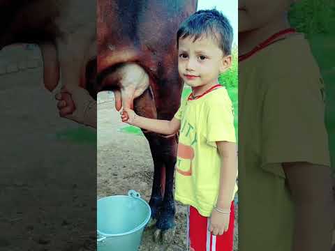 choti choti gaiya