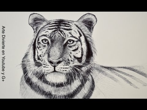 Dibujando animales: cómo dibujar un tigre - Arte Divierte