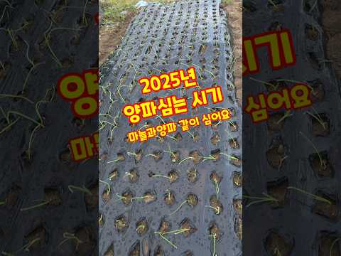 2025년 양파심기 시기 마늘과 양파 같이 심어요. 양파심기 #shorts