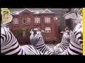 Zebra Migration and Survival Insights