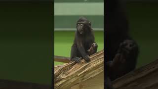 Macaque babies ❤️
