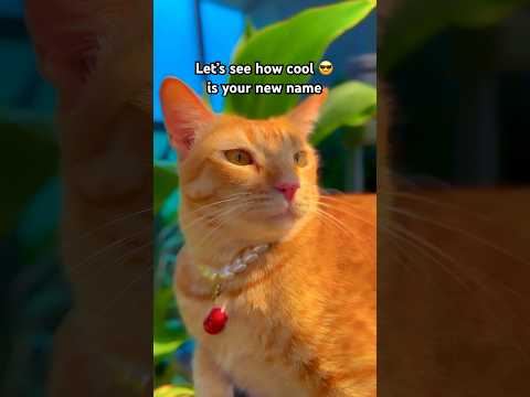 What’s your new name?😍 #cat #catlover #name #viral #shorts #challenge #pets #funny #fun #trending