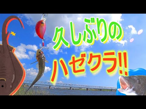 【マハゼ】久しぶりのハゼクラ！炎天下の江戸川放水路!!【アカエイ goby】