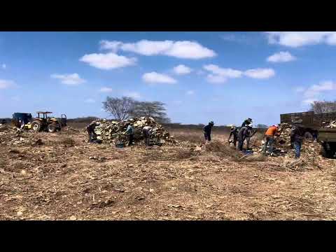 FORMANDO CAMPO DE PASTEJO - PALMA FORRAGEIRA