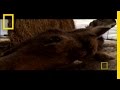 Moose and Winter Ticks in Alberta