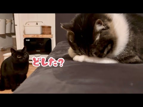元野良猫6匹との暮らし。【保護猫】【家猫修行】