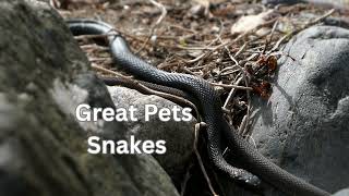 This book is called “GREAT PETS Snakes” - Jessica Lemmo
