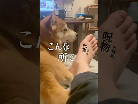 それぞれの呪術廻戦 #柴犬 #三浦半島 #柴犬こむぎ