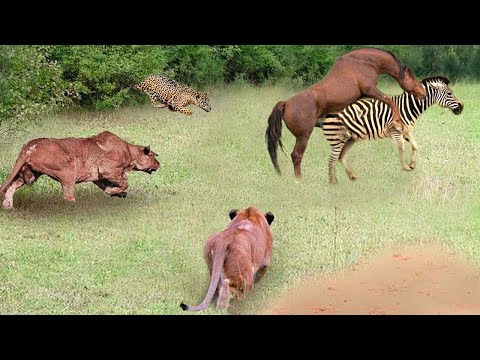 Craziest Animal Fights in the Animal Kingdom 🐎🐆 Wild Discovery Animals 2024