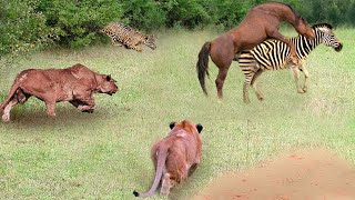 Craziest Animal Fights in the Animal Kingdom 🐎🐆 Wild Discovery Animals 2024
