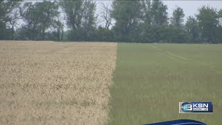 YouTube video thumbnail: Kansas Wheat Harvest Stalls After Weekend of Severe Storms