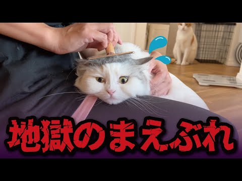 猫の動画サムネイル - この後、猫にとんでもない地獄がまっていました…【関西弁でしゃべる猫】【猫アテレコ】