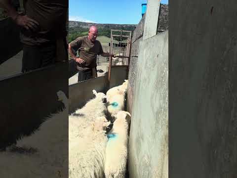 It’s a tough job here is part of the day #sheepfarming #sheep #shearing