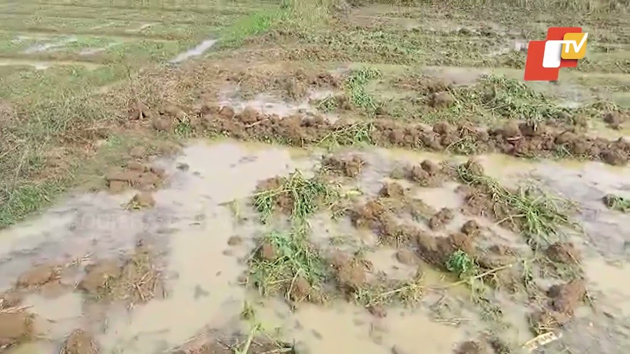ଛେଚିଲା ବର୍ଷା... କୁଆ ପଥର ମାଡ଼ରେ ପନିପରିବା ଛିନଛତର୍