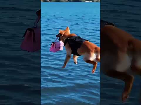 He Gave His Life to Save Others... Then a Miracle Happened 😭🐕✨#shorts #dog #hero #story #puppy