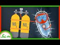 Understanding Eukaryotic Evolution and Alternative Respiration