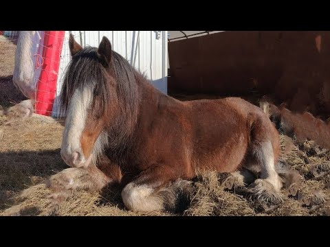 Best funniest horses of the week - Funny And Cute horses Video Compilation 2024 🐴#25