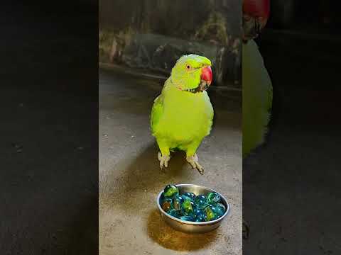 tum kon ho ❤️ mithu 🍏💚 #talkingparot #petbird #funny #trending #parrot #reels #shortvideo #viral