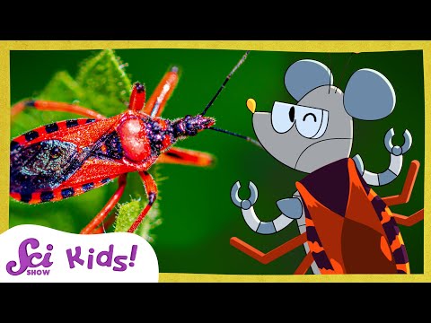 Meet the True Bugs | SciShow Kids