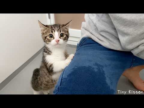 Cute kitten tries to escape from shampooing for the first time...