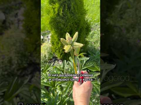 Обрезаем пионы после цветения