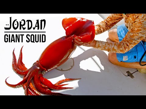 Searching for Giant Squid | Jordan - Original Film